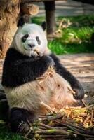 reusachtig panda beer in China foto