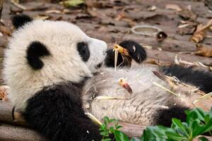 reusachtig panda beer in China foto