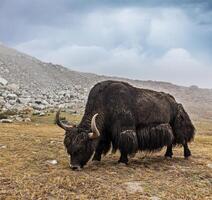 jak begrazing in Himalaya foto