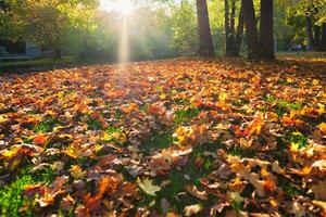 gouden herfst vallen oktober in beroemd München kom tot rust plaats engelseschool. knabbelen, Beieren, Duitsland foto