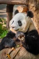 reusachtig panda beer in China foto