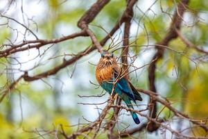 Indisch rol vogel Aan een boom, Indië foto