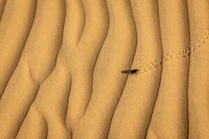 scarabee scarabaeus kever Aan woestijn zand foto