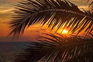 oceaan zonsondergang zichtbaar door palm bladeren foto