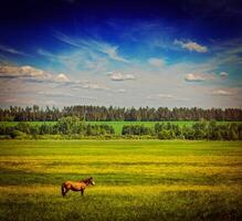 voorjaar zomer groen veld- landschap Lanscape met paard foto