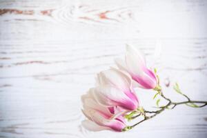 Afdeling met bloeiend roze magnolia bloemen Aan houten achtergrond foto
