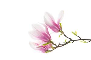 mooi roze magnolia bloem Aan wit achtergrond foto