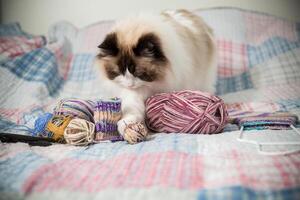 gekleurde draden, breiwerk naalden en andere items voor hand- breiwerk en een schattig huiselijk kat lappenpop foto