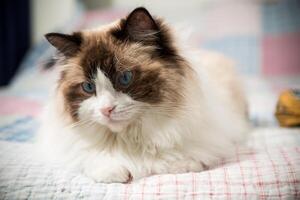 mooi huiselijk rasecht kat lappenpop, leugens Aan de bed foto
