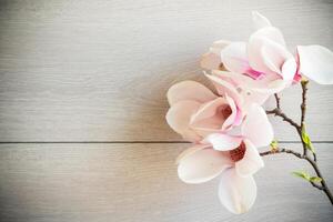 Afdeling met bloeiend roze magnolia bloemen Aan houten achtergrond foto