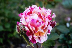 bont gestreept roze roos detailopname in de tuin. schoonheid en tederheid, vakantie. natuur foto