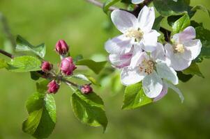 bloeiend fruit boom. roze kers bloesem bloem Aan een warm voorjaar dag foto