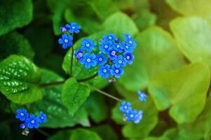 blauw voorjaar bloemen. myosotis sylvatica voorjaar bloeiend seizoen. bloemen achtergrond foto