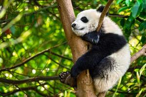 reusachtig panda beer in China foto