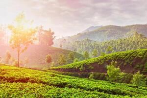 groene theeplantages in munnar, kerala, india foto