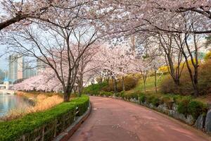 bloeiend sakura kers bloesem steeg in park foto