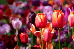 bloeiend tulpen bloembed in keukenhof bloem tuin, Nederland foto