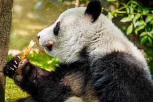 reusachtig panda beer in China foto