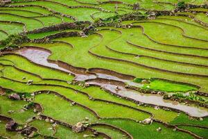 rijst- veld- terrassen, Vietnam foto