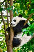 reusachtig panda beer in China foto