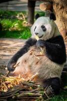 reusachtig panda beer in China foto