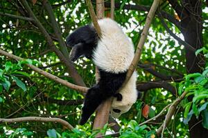 reusachtig panda beer in China foto