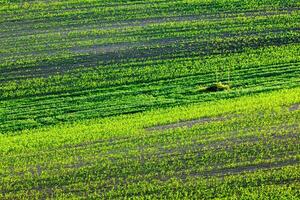 Moravisch rollend landschap foto