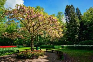 bloeiend boom in keukenhof bloem tuin, Nederland foto