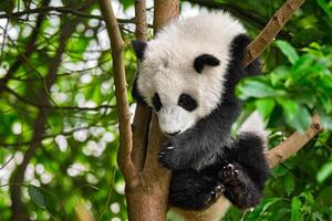 reusachtig panda beer in China foto