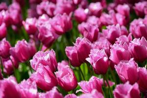 bloeiend tulpen bloembed in keukenhof bloem tuin, Nederland foto