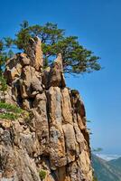 pijnboom boom en rots klif , seoraksan nationaal park, zuiden Korea foto