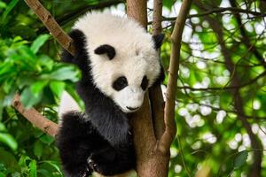 reusachtig panda beer in China foto