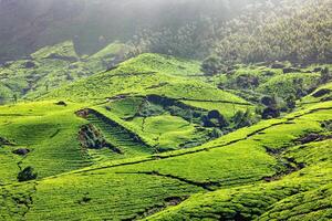 thee plantages in Kerala, Indië foto