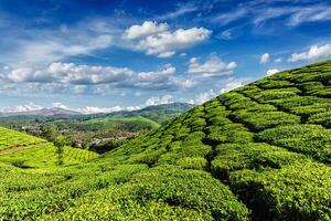 groene theeplantages in munnar, kerala, india foto