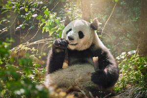reusachtig panda beer in China foto