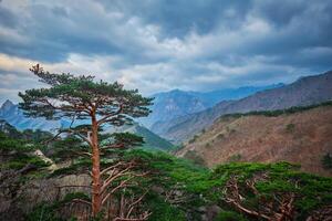boom in seoraksan nationaal park, zuiden Korea foto