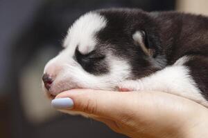 pasgeboren puppy in slaap in menselijk handen foto