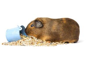 schattig bruin Guinea varken aan het eten graan voeden Aan de wit achtergrond foto