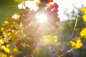 blauw druiven in een wijngaard Bij zonsondergang. rijp druiven in de vallen foto