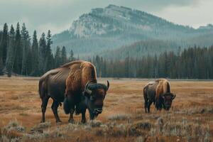 ai gegenereerd sereen herfst bizon grazen, berg backdrop foto