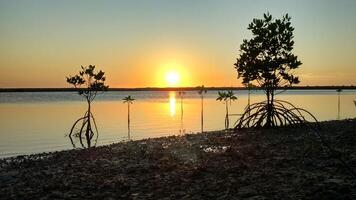 zonsondergang Bij de zee met mangrove bomen in de voorgrond foto