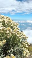 wit bloemen van edelweiss helichrysum arearium in de berg. foto