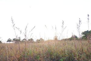 gras in de weide met wit lucht achtergrond, Thailand. foto