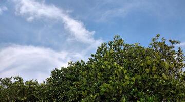mangrove Woud met blauw lucht en wit wolken in zomer foto