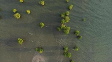 antenne visie van mangrove bomen in de zee, Indonesië foto