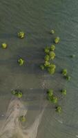 antenne visie van mangrove bomen in de zee, Indonesië foto