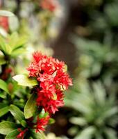 een groep van mooi rood bloemen, helder rood, de bloemen zijn veel en klein, omringd door groen bladeren, iedereen wie ziet hen zullen glimlach omdat ze zijn versteld staan. foto