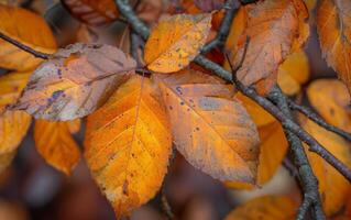 ai gegenereerd herfst bladeren in natuur foto