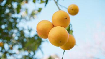 oranje fruit en groen bladeren Aan een boom foto