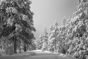 Bryce Ravijn np winter foto